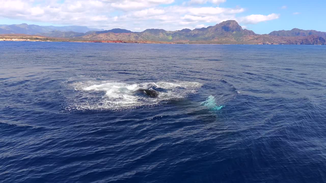 4K CGI aerial footage of a humpback whale waving and slapping fins in Hawaii—perfect for marine behavior, wildlife documentaries, and ocean conservation content.