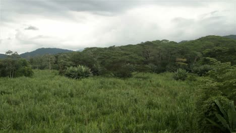 Pan-across-a-jungle-scene-in-Costa-Rica