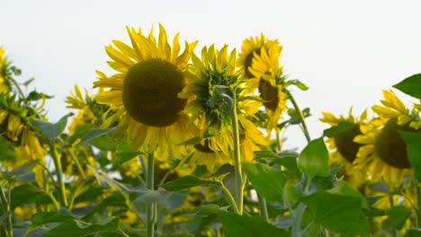 sunflowers field against the sky