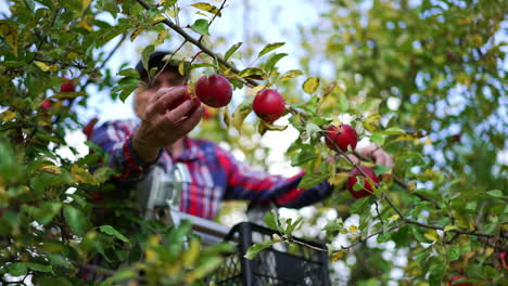 person picking apples from a tree