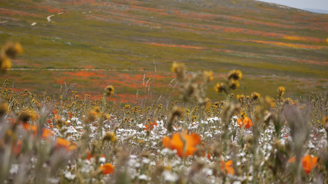 mar de amapolas de naranja de california en el valle del antílope