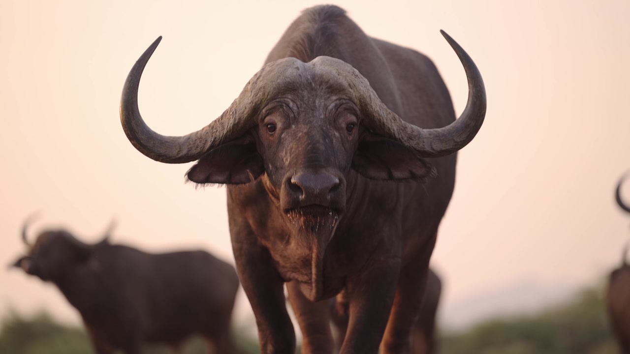 Buffalo Close Up Portrait at Sunset, Buffalo with Big Horns, African Wildlife at Golden Hour, Safari Animals Low Angle Shot in Africa.
