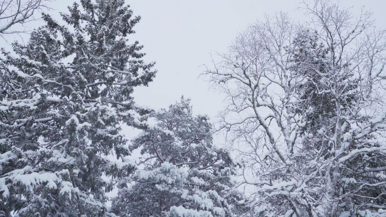 Snow-Covered Fir Trees In Frozen Winter Landscape In Indre Fosen, Norway - low angle