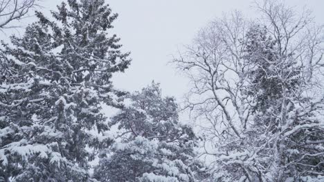 snow-covered fir trees in frozen winter landscape in indre fosen, norway - low angle