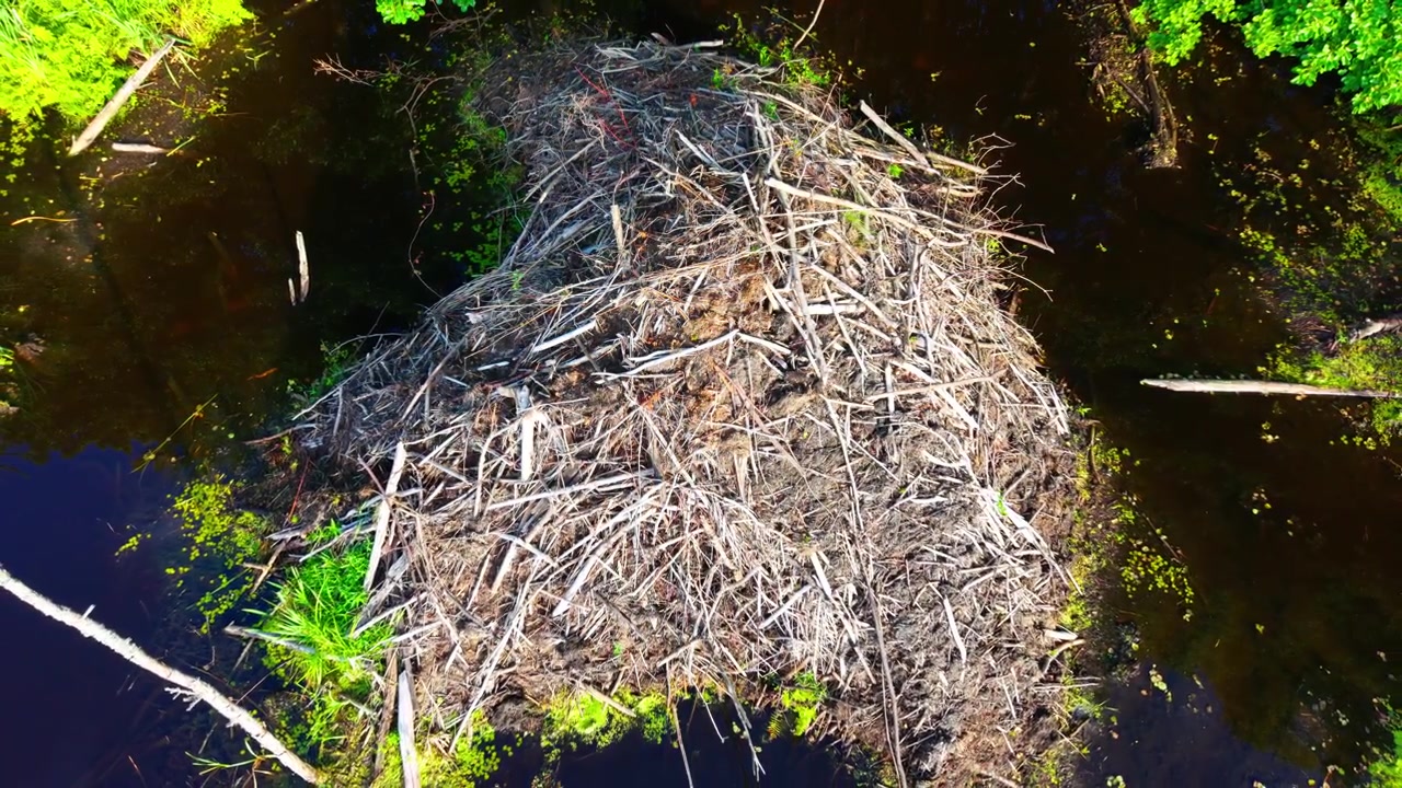 Top down aerial captures a natural beaver habitat with branches, shallow water