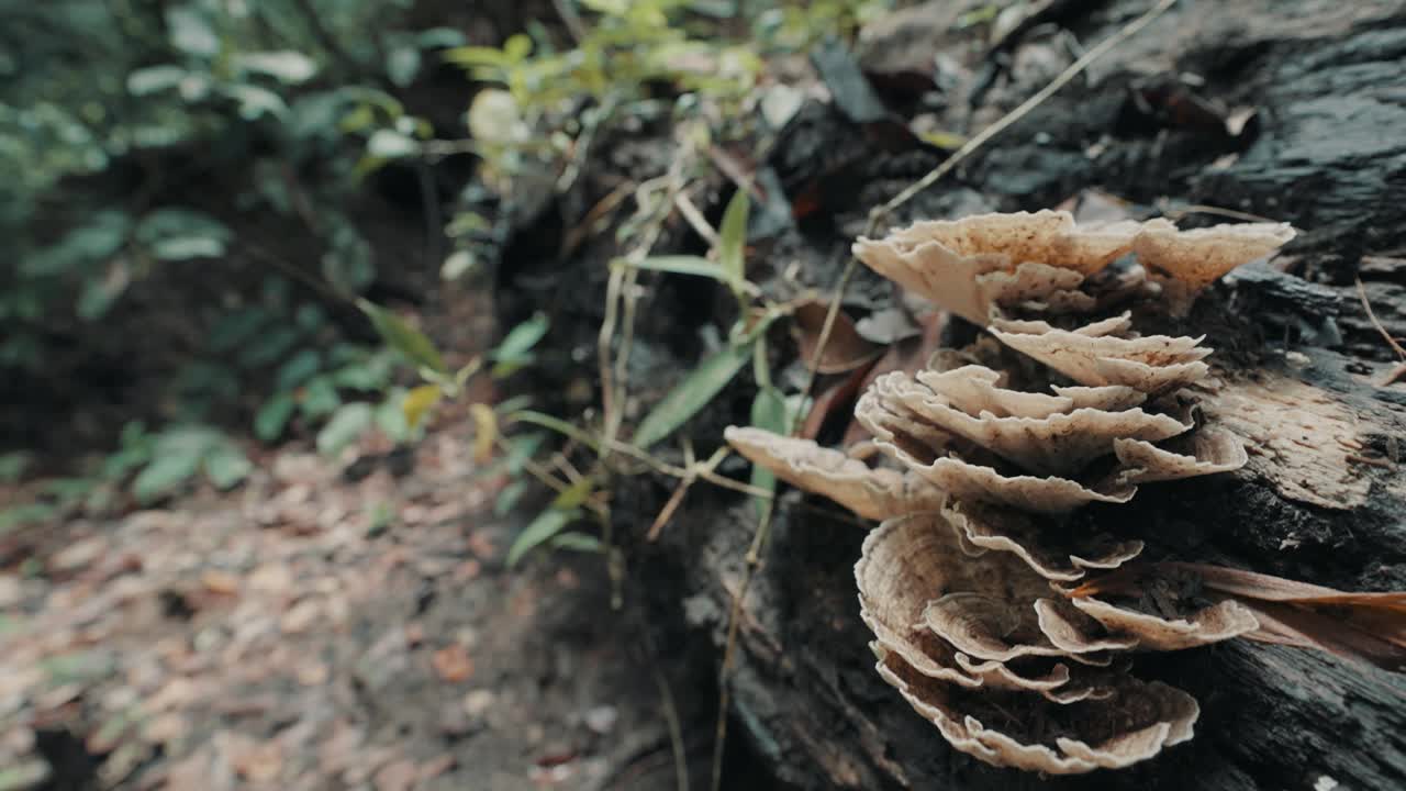 primer plano de un hongo sin bordes que crece en el tronco de un árbol caído en el desierto