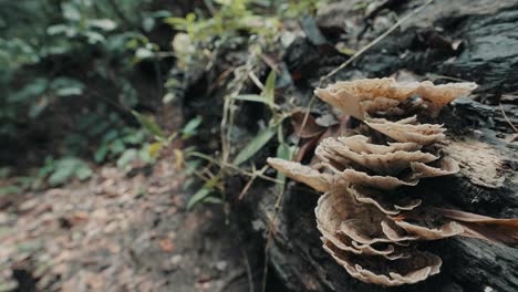 closeup of unedged mushroom growing on fallen tree trunk in wilderness