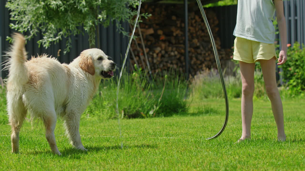 골든 리트리버가 뒷마당에서 물 호스 를 가지고 놀고 있다