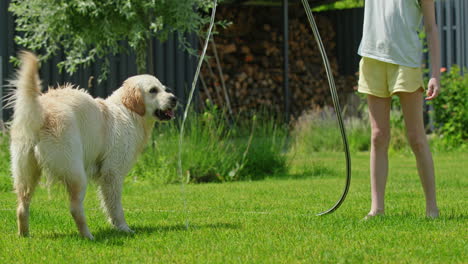 golden retriever jugando con una manguera de agua en el patio trasero