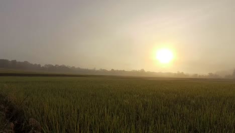 Campo-De-Arroz-Al-Amanecer