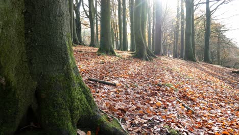 Herbstwald-Wald-Herbstlaub-Lebhafte-Ländliche-Landschaft-Dolly-Direkt-Hinter-Baum