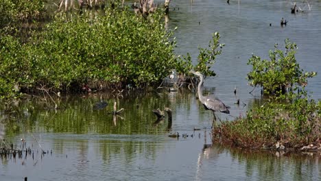 two individuals wading then one flies to the left and then returns to be chased away by the other, grey heron ardea cinerea, thailand