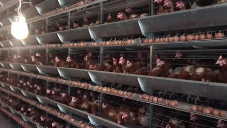 factory chicken egg production red chickens are seated in special cages linear perspective factory chicken egg production red chickens are seated in special cages linear perspective agribusiness company