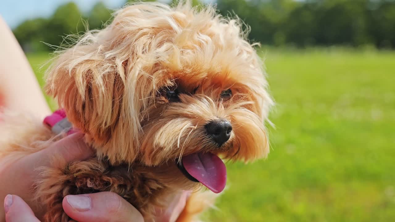 Close-up of cute fluffy Maltipoo puppy panting joyfully in sunny nature