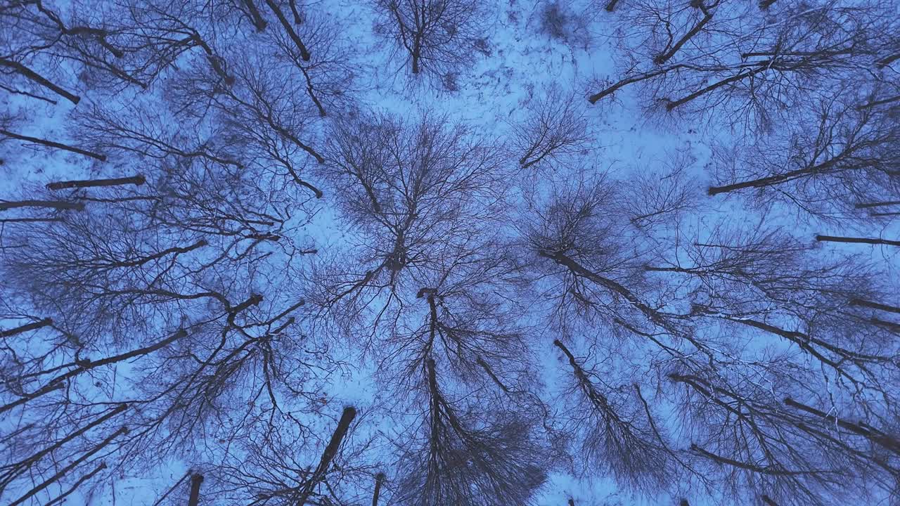 Overhead Rotating Drone Shot Above Trees in Winter