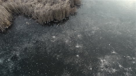 frozen lake with dry reeds, winter swamp. drone footage above the ice