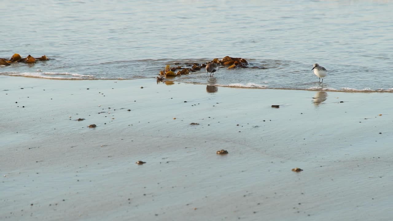 모래사장에서 먹이를 먹고 있는 야생 바닷새