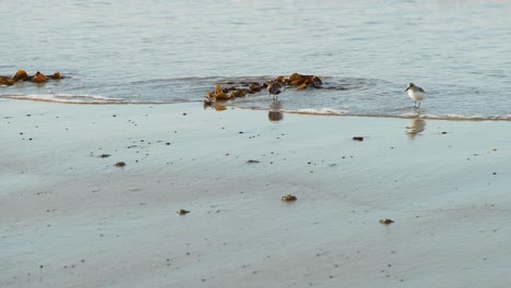 wild seabirds feeding on a sandy beach