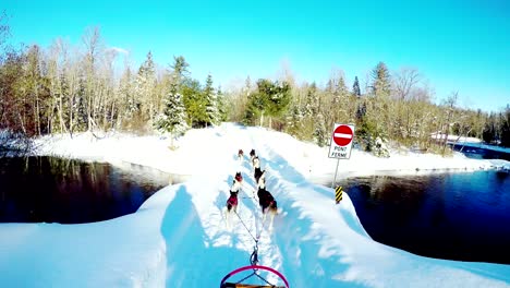 siberian dog pulling sleigh