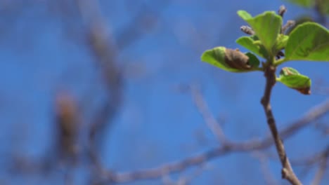 Rack-focus-shot-of-a-Galapagos-hawk-sitting-in-a-tree