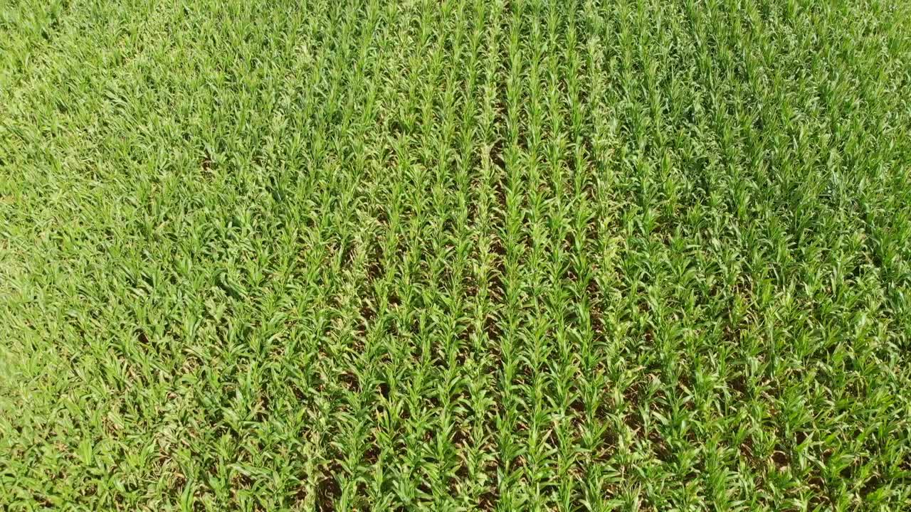 volando sobre el campo rural y la agricultura