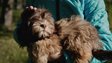 pet owner holds the brown puppy in his arms and strokes.