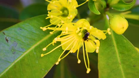 Australian-black-bee-emerges-from-the-centre-of-a-yellow-blossom