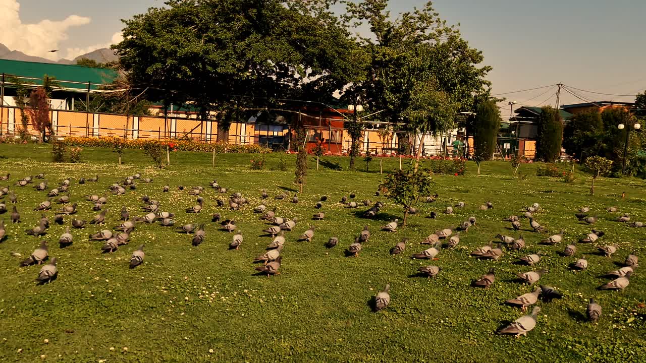 그룹의 무리 새들이 공중에서 녹색으로 날고 있습니다.