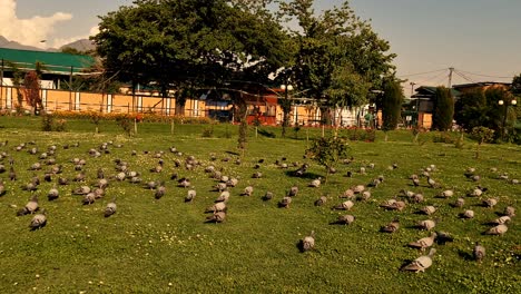 bandada de pájaros en grupo vuelan en verde en el aire