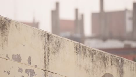 Nahaufnahme-Von-Zwei-Rotbartigen-Bulbul,-Die-über-Die-Mauer-Fliegen-Und-Davonfliegen