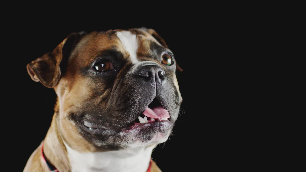 Studio Portrait Of French Bulldog Puppy Against Black Background
