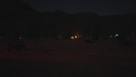 cow walking on dark night desert landscape, camping tents around with lights