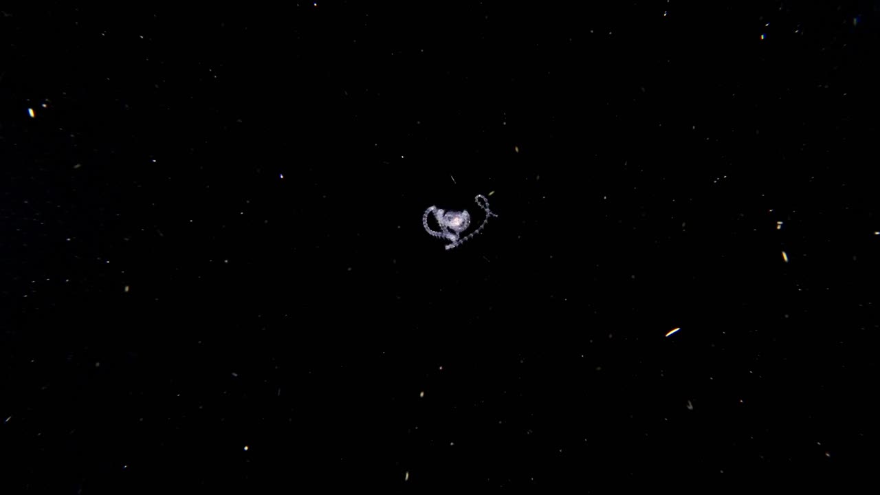 펠라기 폴리케타 (pelagic polychaetae) 는 어리로 변하는 벌레입니다.