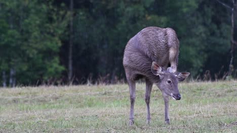 el ciervo sambar es una especie vulnerable debido a la pérdida de hábitat y la caza