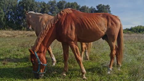 los hermosos caballos pastan pellizcando la hierba