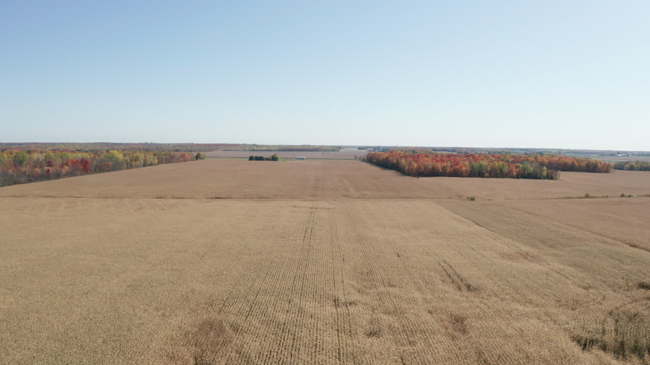 Colorful leaves on trees surrounding flat brown fields of corn ready to be cut for the fall harvest