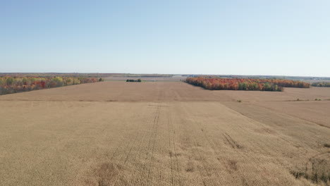 colorful leaves on trees surrounding flat brown fields of corn ready to be cut for the fall harvest