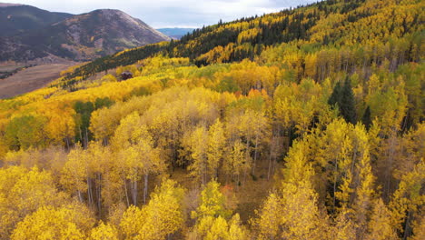 drone shot of yellow aspen forest and green conifer trees in peak of fall season