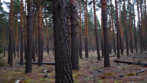 pine forest scenery