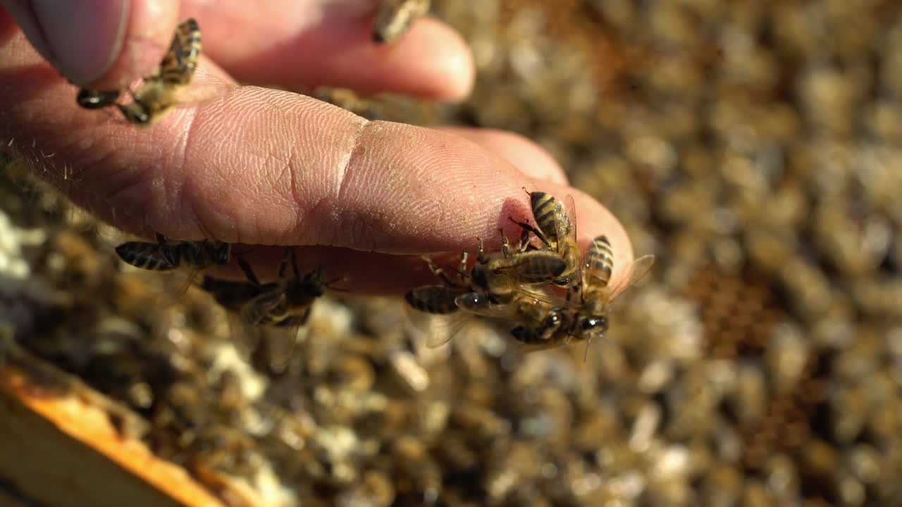 Beekeeper is working with bees and beehives on the apiary. Bees on honeycomb. Frames of a bee hive. Beekeeping. Honey.