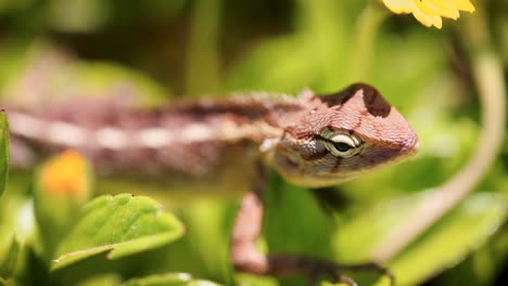 close-up-of-garden-lizard-moving-smoothly-through-the-leaves,-Macro-shot