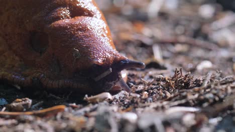 Spanish slug latin name arion lusitanicus is a spe 4k 2025 08 04 05 09 44 utc.mov | agricultural pest, animal, arion, arion rufus