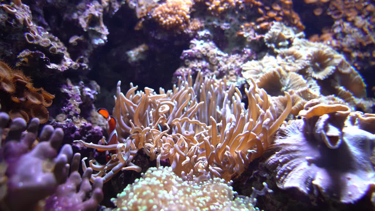 Due bellissimi pesci pagliaccio che giocano in un anemone vicino alla barriera corallina