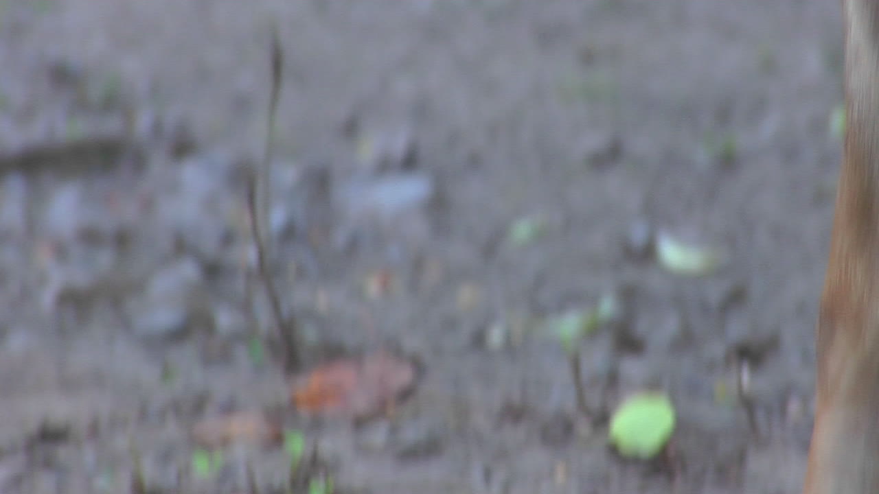 un ciervo mastica hojas caídas