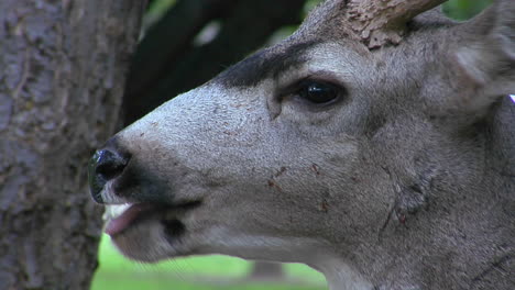 A-Deer-Chews-Fallen-Leaves