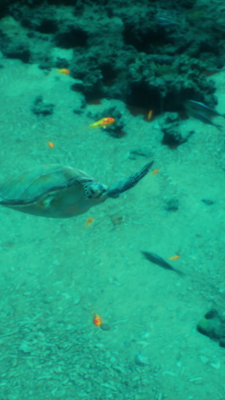 Underwater view of a sea turtle swimming near coral in clear ocean waters