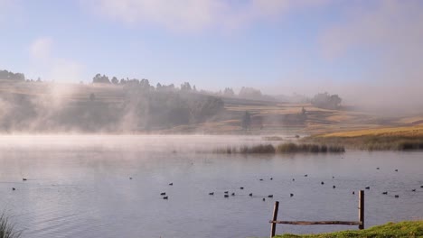 mist flowing over a lake filled with water birds swimming and feeding in the morning at sacred valley with distant plains, cusco