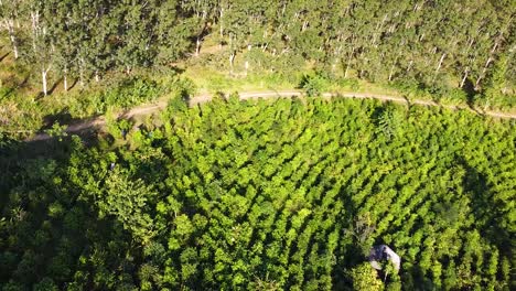 árboles-En-La-Naturaleza-En-La-Montaña-Drone