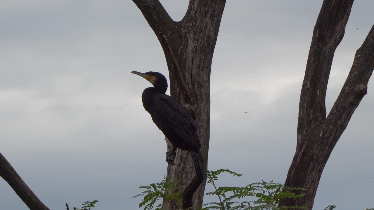 A magnificent Great Cormorant sits on a bare tree branch, observing the surroundings with a cloudy sky in the background