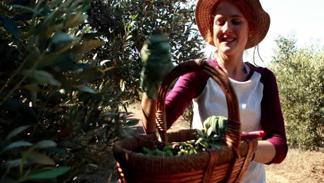 mujer cosechando aceitunas de un árbol en una granja
